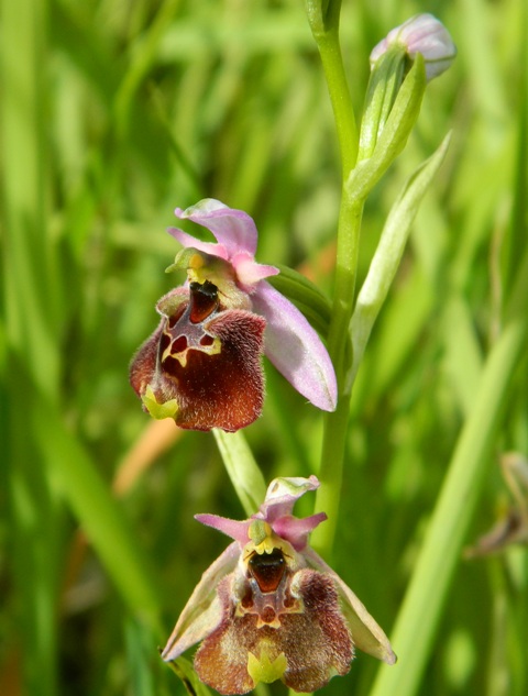 Ophrys appennina